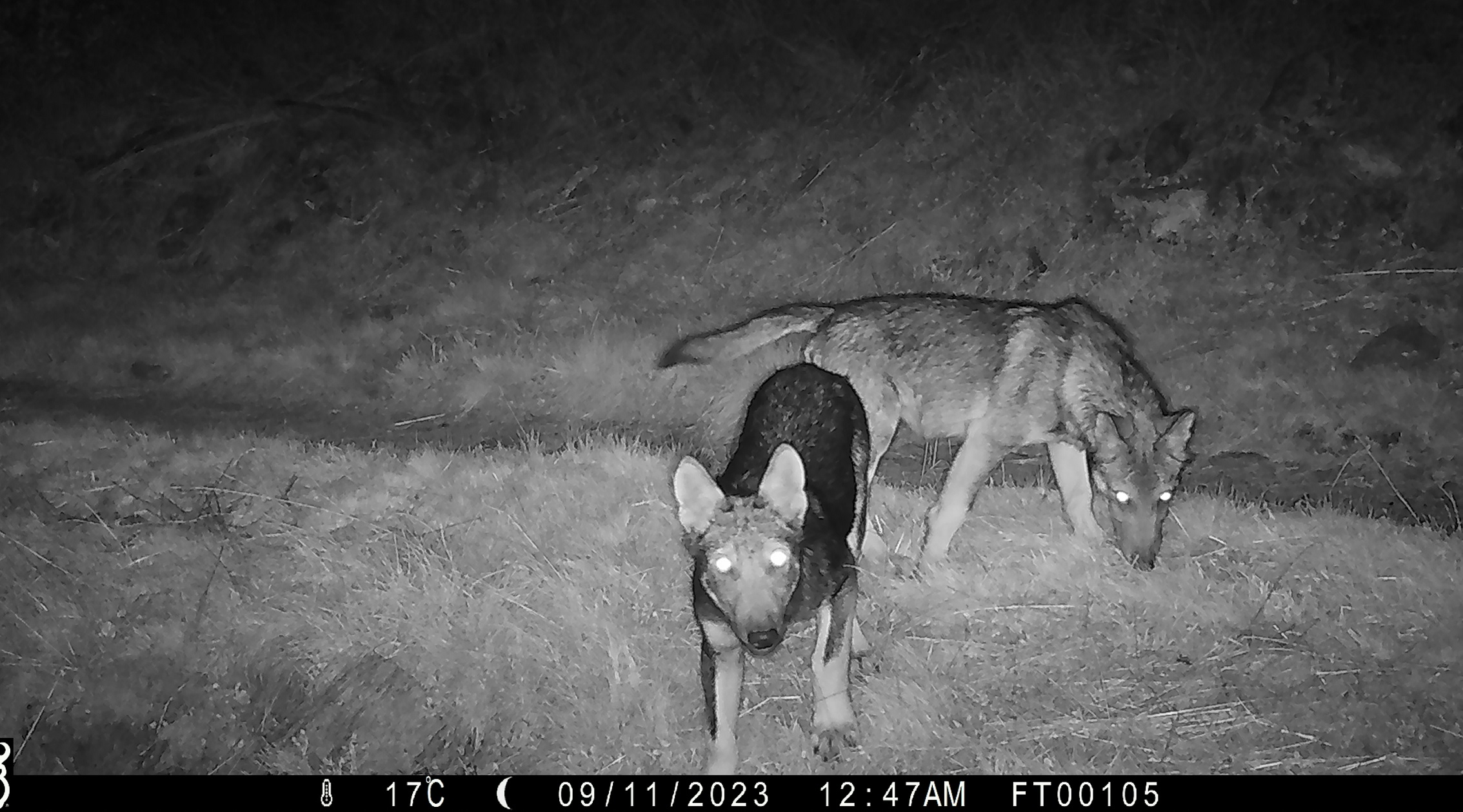 Canton Ticino, due cuccioli di lupo nella zona del Tamaro