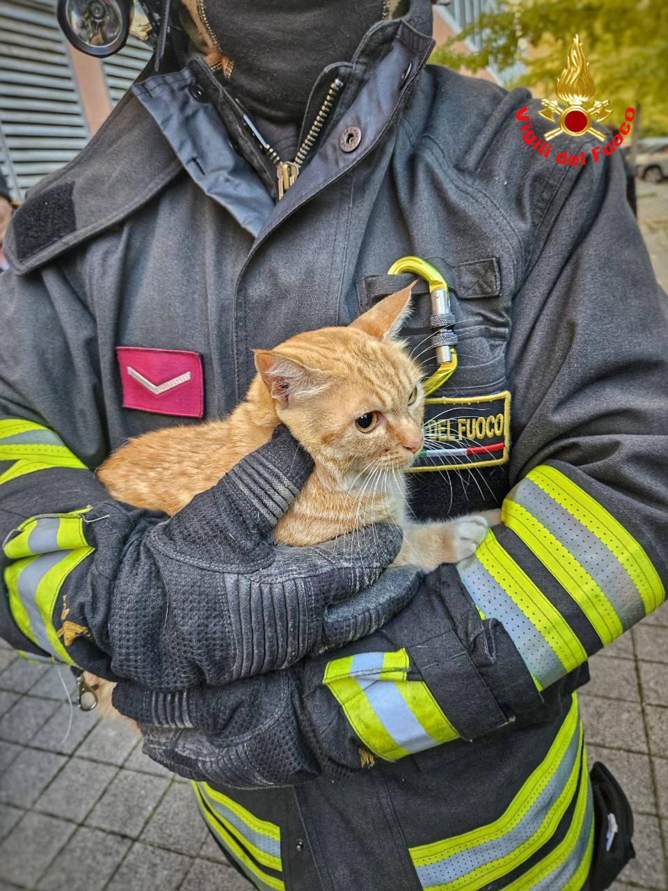 Un falchetto e un gatto portati in salvo dai pompieri