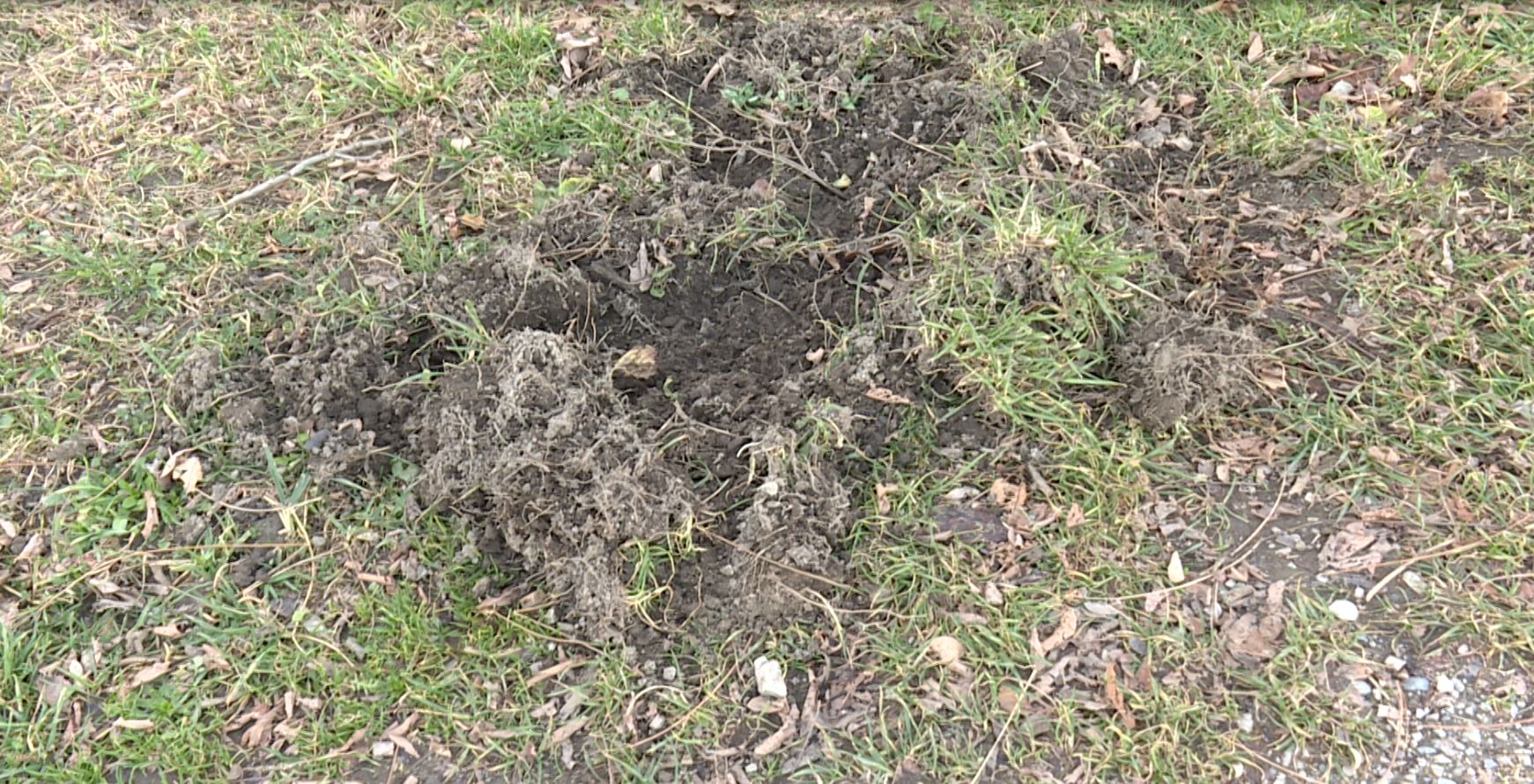 È allarme cinghiali a San Fermo della Battaglia