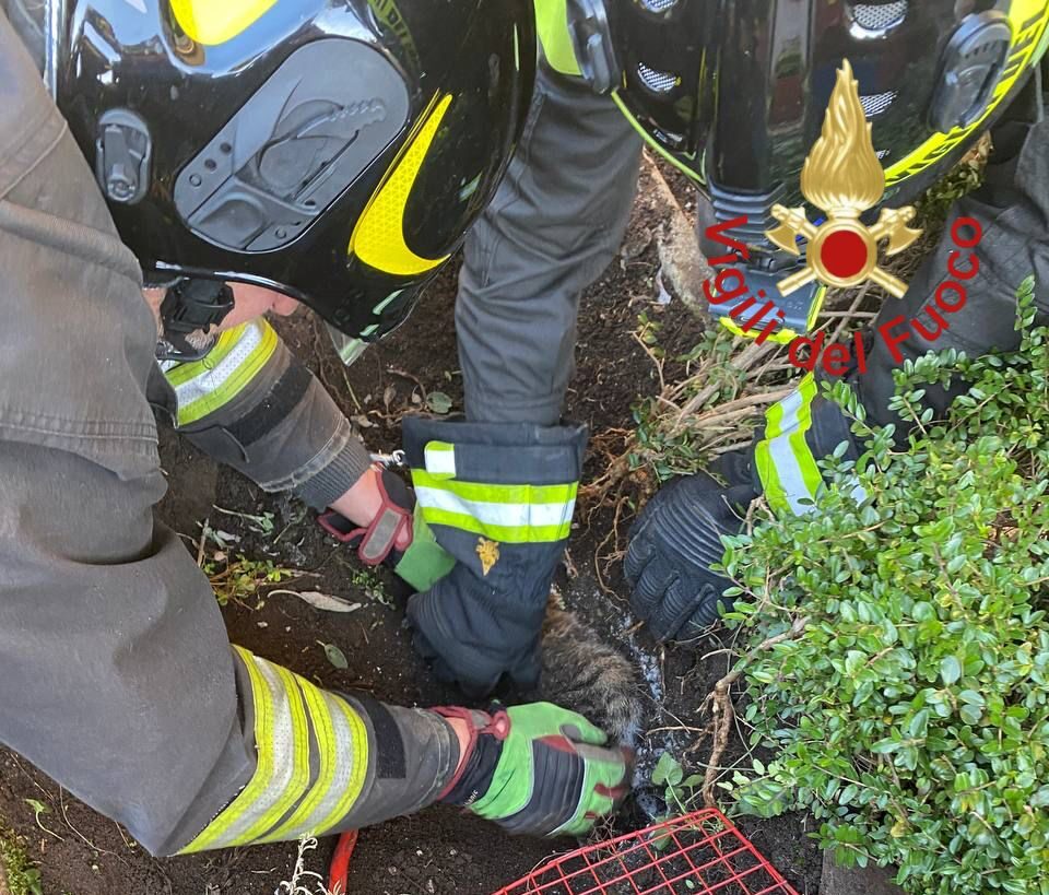 Erba, i vigili del fuoco liberano un gatto incastrato in un tubo sotterraneo