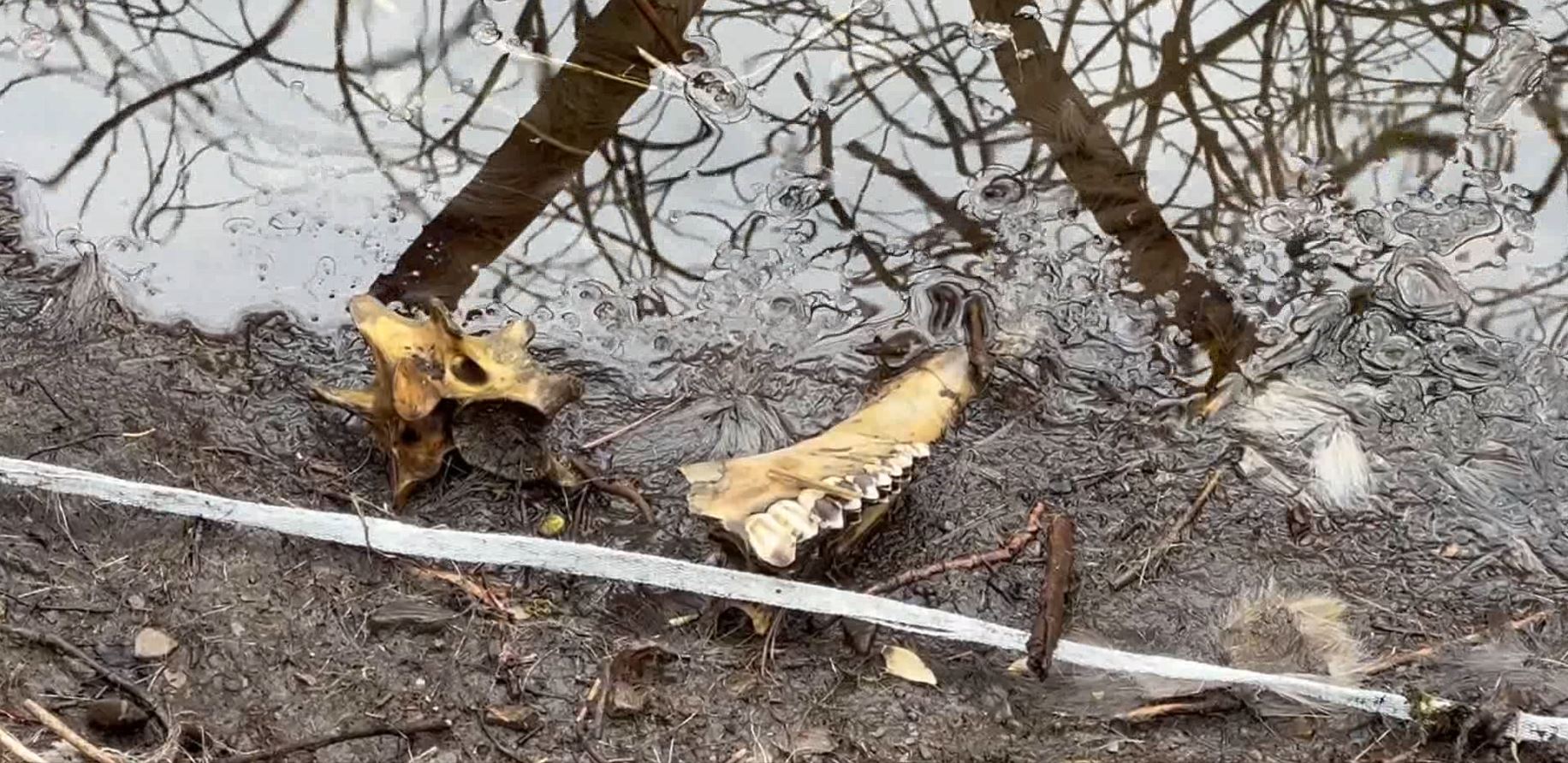 Ossa e resti di animali sul lago di Piano: la denuncia della Coldiretti