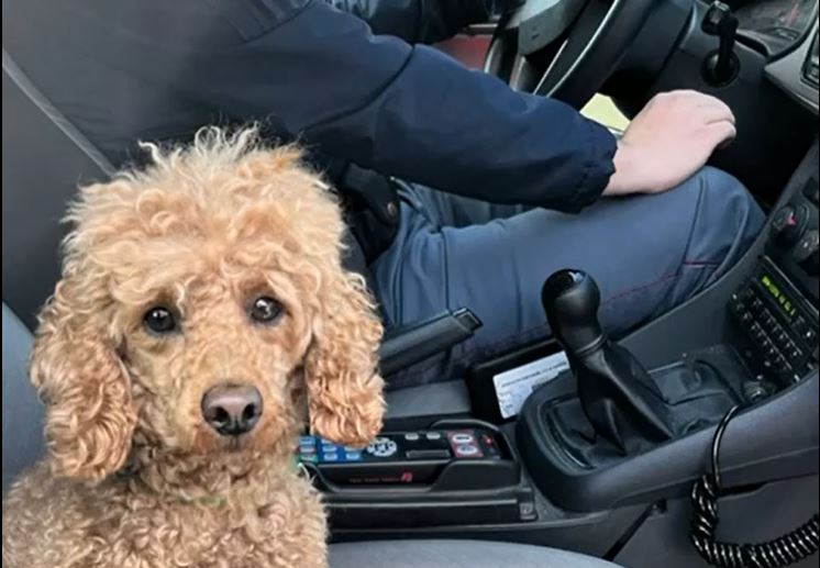 Como, lascia l’hotel abbandonando il suo cane in camera: denunciata 43enne ungherese