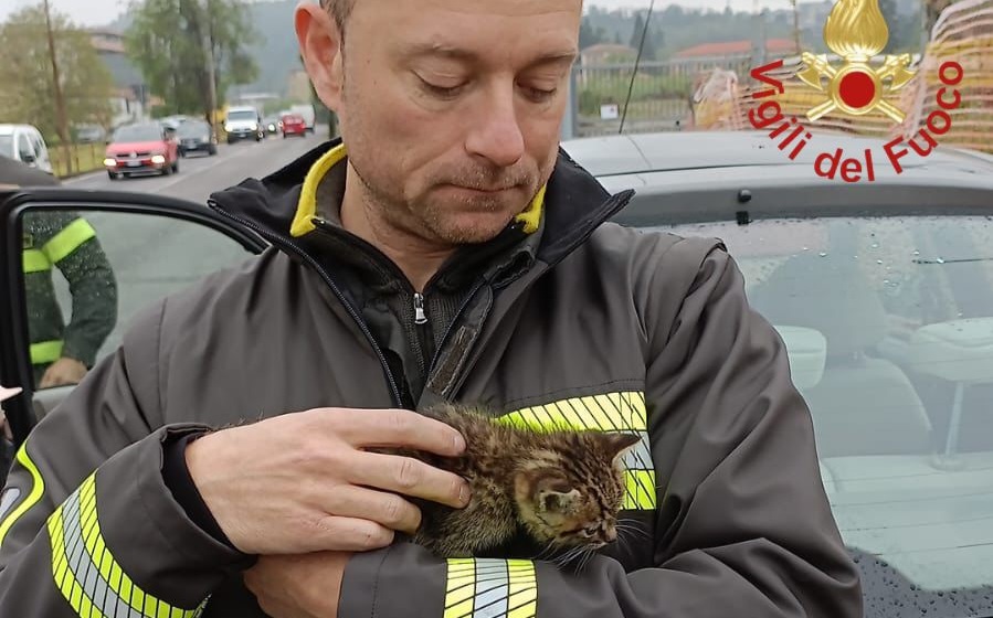 Como, gattino nascosto nel motore di un’auto. Salvato dai vigili del fuoco