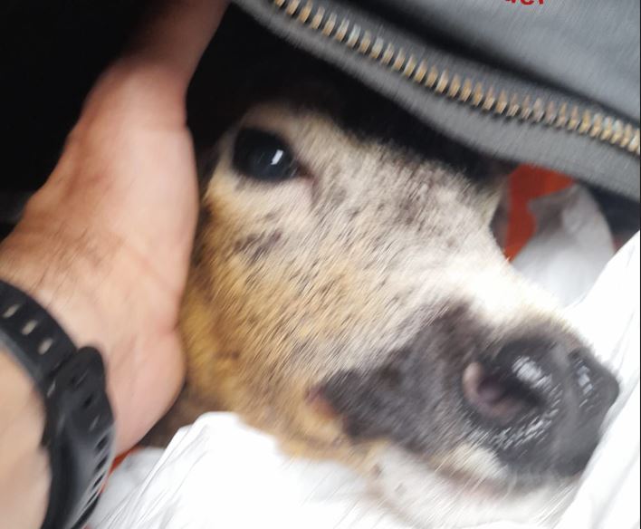 Bellagio, capriolo incastrato in una recinzione. Salvato dai vigili del fuoco