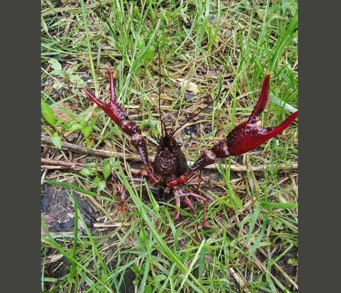 Gambero killer della Louisiana avvistato tra Varese e Como