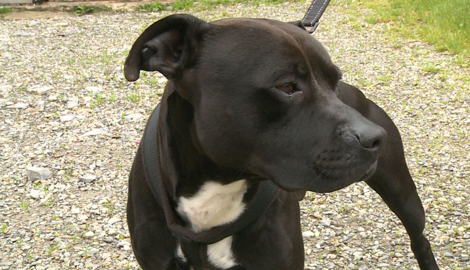 Episodi di aggressione da parte dei pitbull, Marelli (Enpa): “Servono consapevolezza e competenze per gestirli”