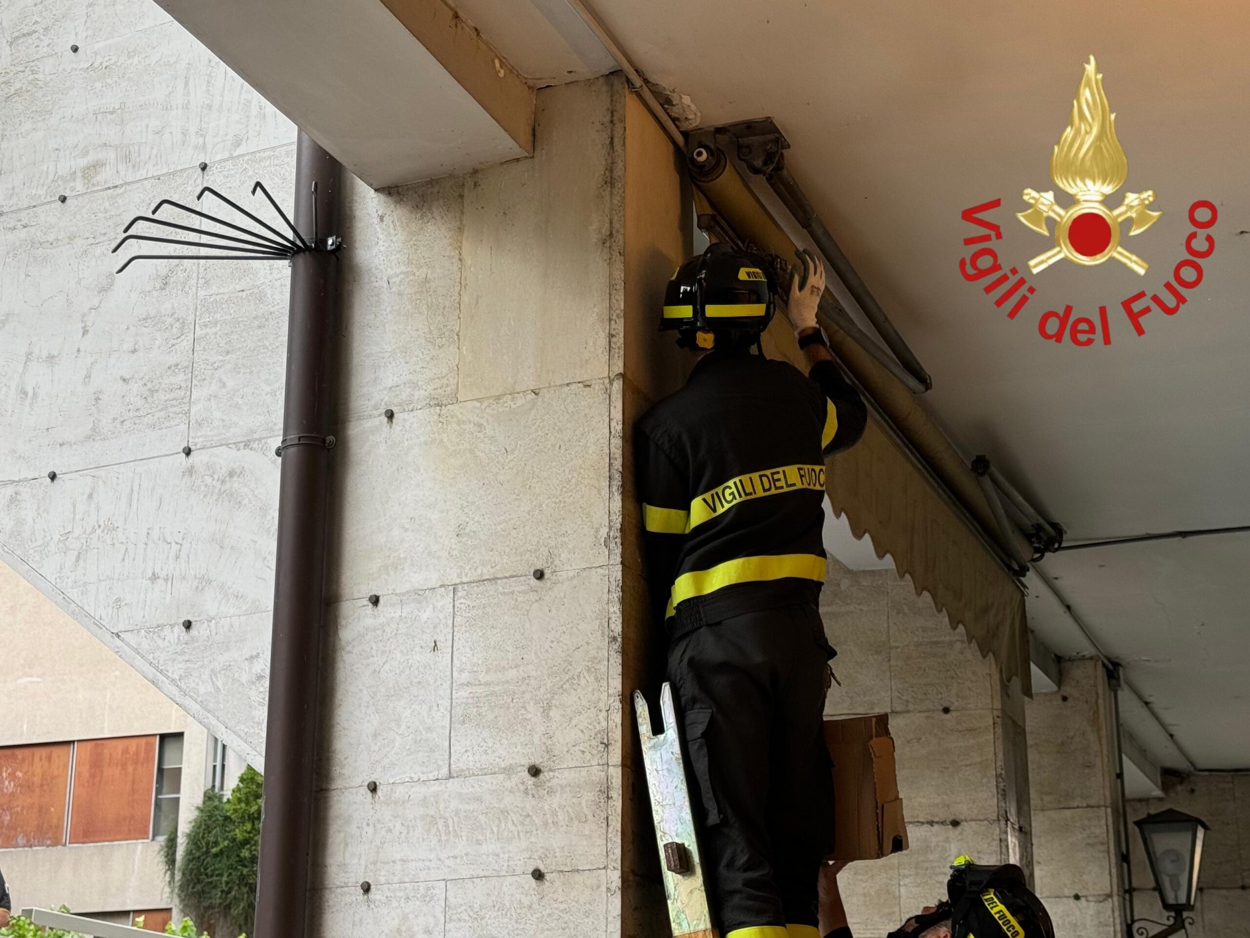 Tre rondini cadute dal nido a Cernobbio salvate dai vigili del fuoco