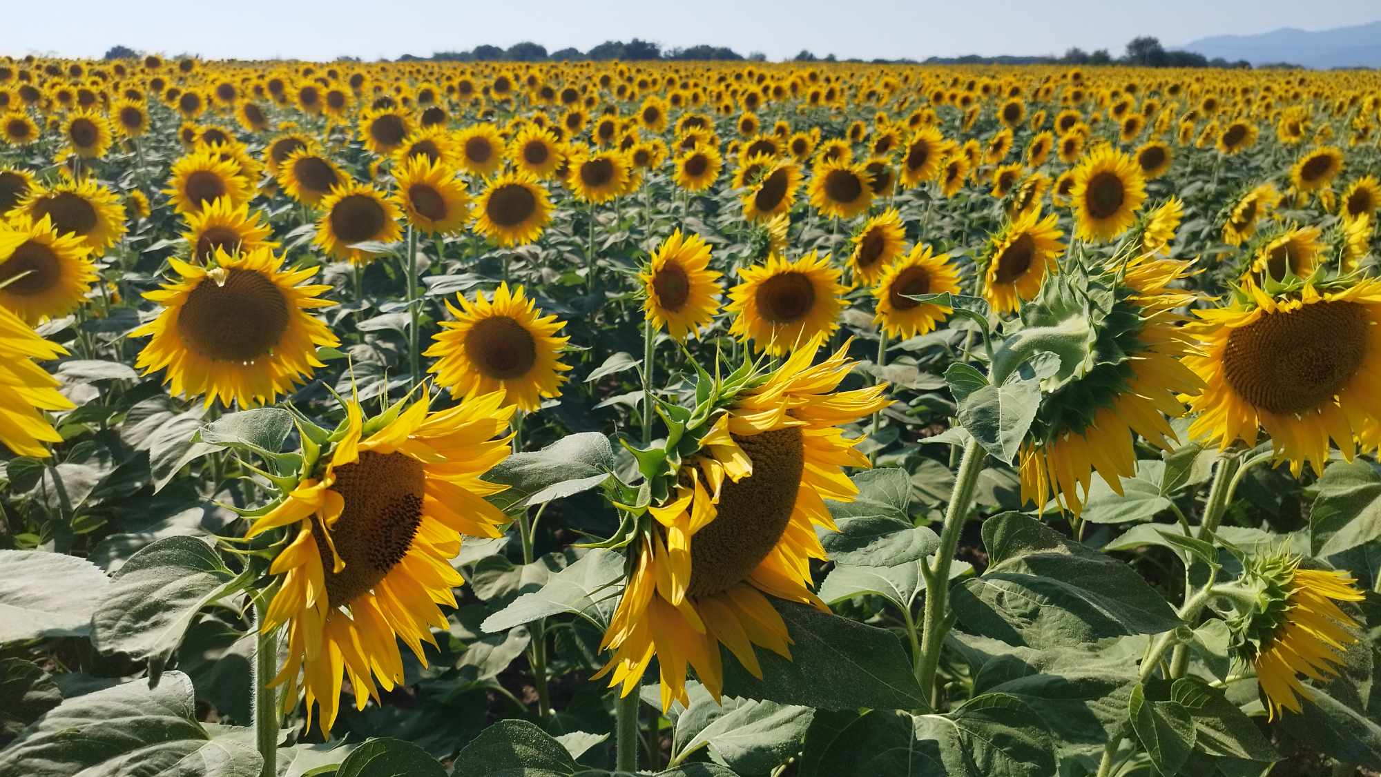 Pozzolo di Brenna, via vai incessante al campo di girasoli