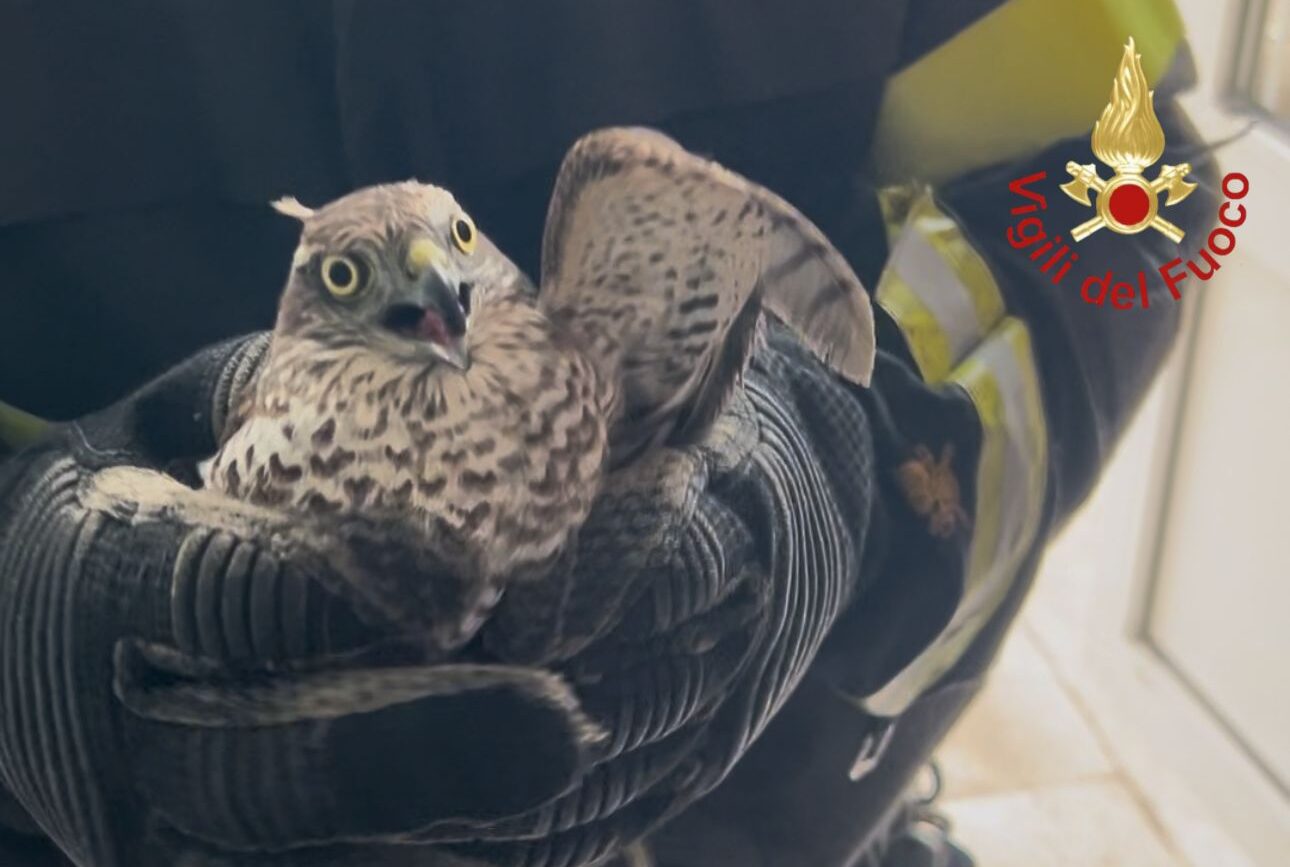 Falchetto incastrato in una siepe a Como liberato dai vigili del fuoco