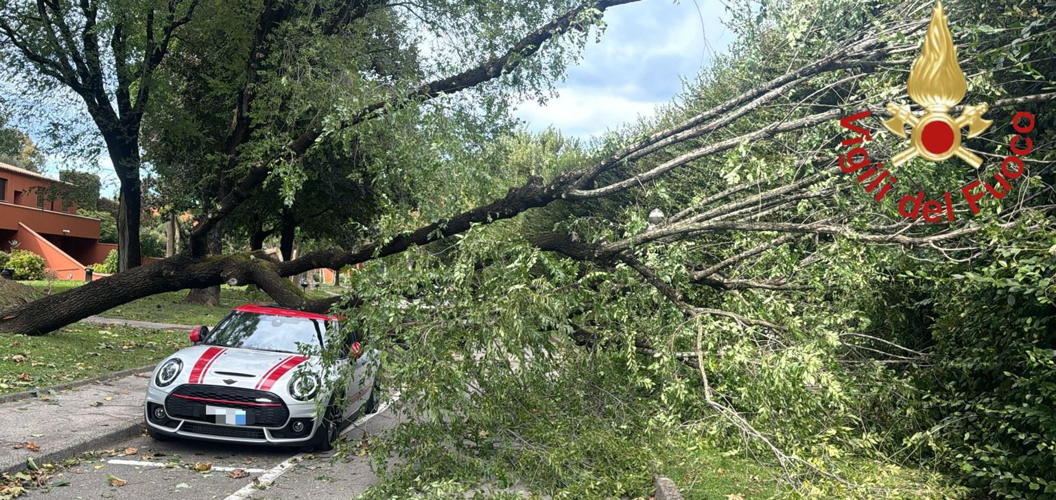 Vento forte, piante in strada e sulle auto parcheggiate: 40 interventi dei vigili del fuoco