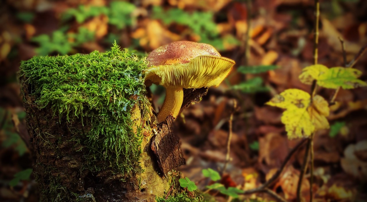 Raccolta funghi 2025: 24 chili controllati in un mese, 6 sono stati confiscati