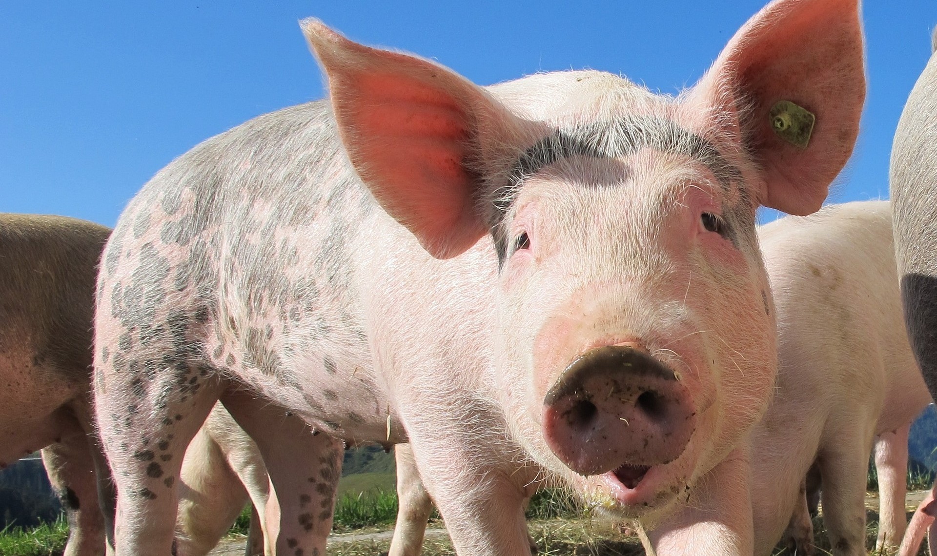Si ribalta il rimorchio di un camion, maiali per strada tra Cermenate e Cantù