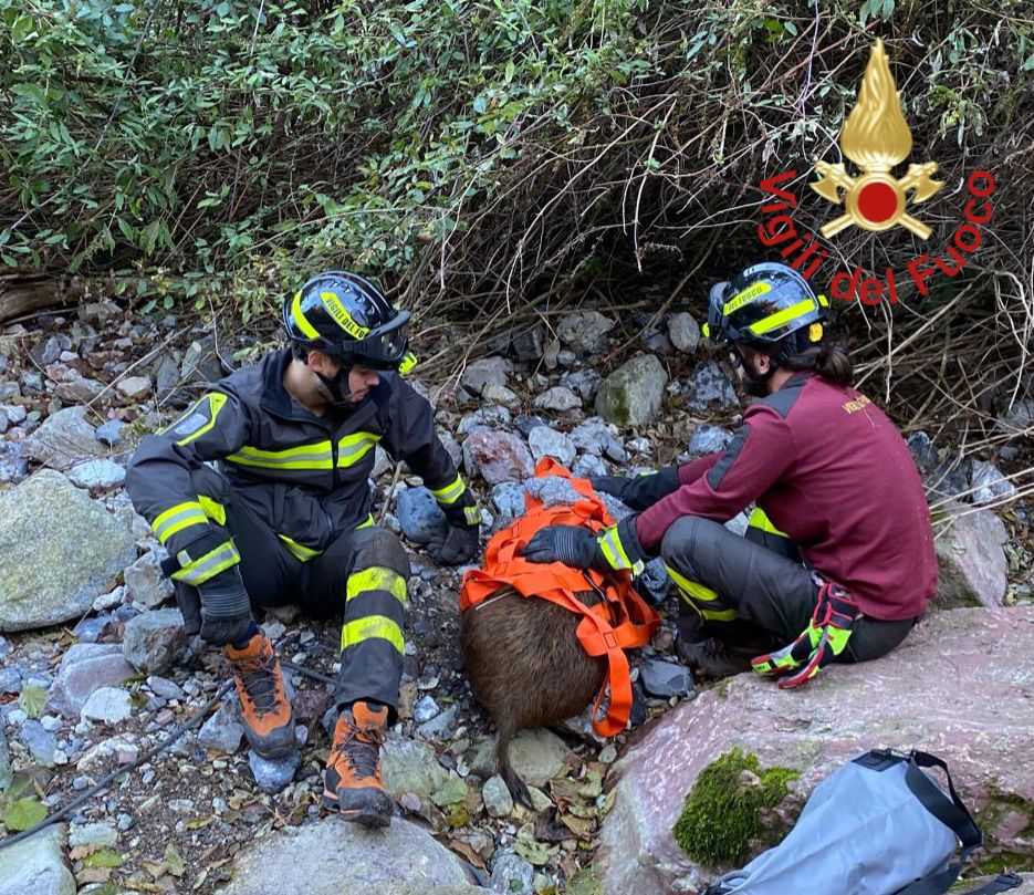 Erba, cinghiale ferito nel torrente Bova. Salvato dai vigili del fuoco