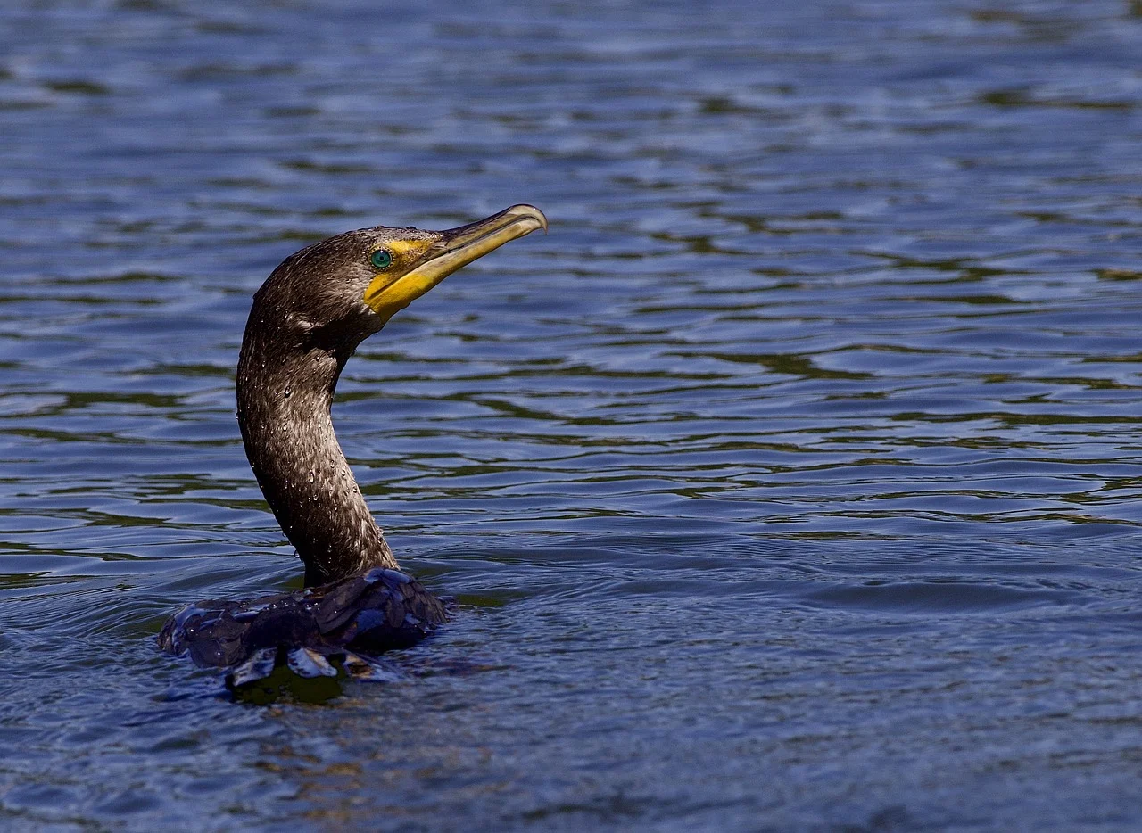 Lago di Como, emergenza cormorani. Il consiglio regionale approva la mozione sul controllo selettivo