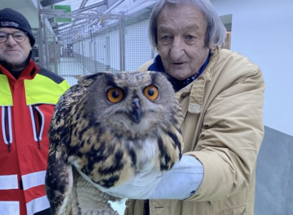 Gufo reale contro un treno a Capodanno, salvato dalla Società Protezione Animali Bellinzona