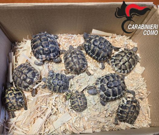 Nesso, aveva in auto 12 tartarughe. Denunciato per detenzione e abbandono di animali