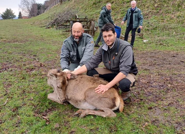 Moltrasio, cerva gravida in difficoltà. Salvata e riportata sul Bisbino