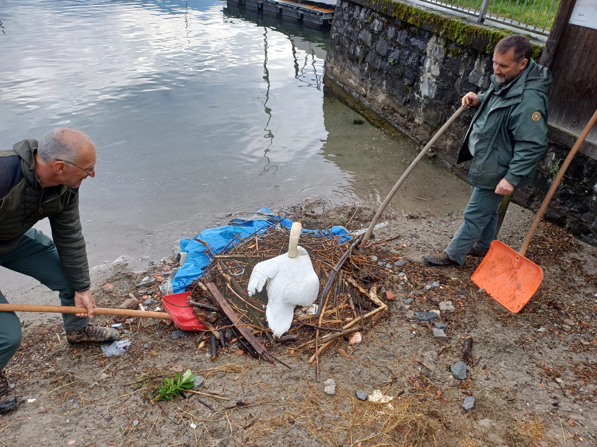 Menaggio, nido di cigni a rischio per la pioggia salvato dalla polizia provinciale