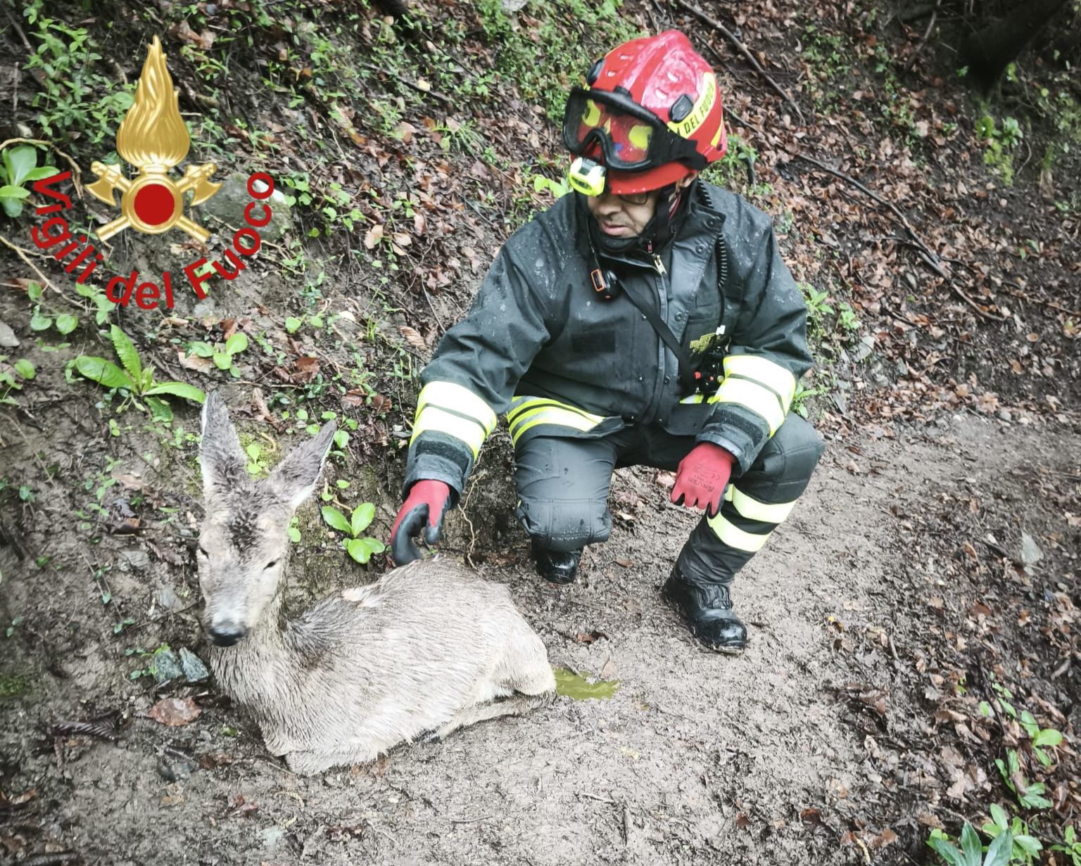 Canzo, soccorso un capriolo in difficoltà sul sentiero che porta al Cornizzolo