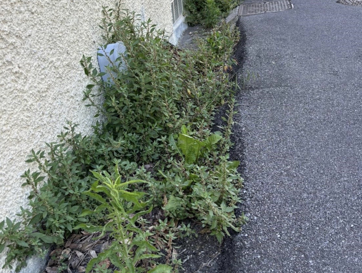 Garzola sommersa dalle sterpaglie: intervento del consigliere Cantaluppi (FdI)