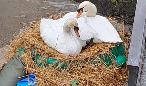 Nido da salvare a Menaggio, la polizia provinciale mette in salvo le uova dei cigni