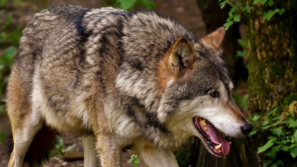 Pecore predate vicino a centri abitati, ordine di abbattimento per un lupo