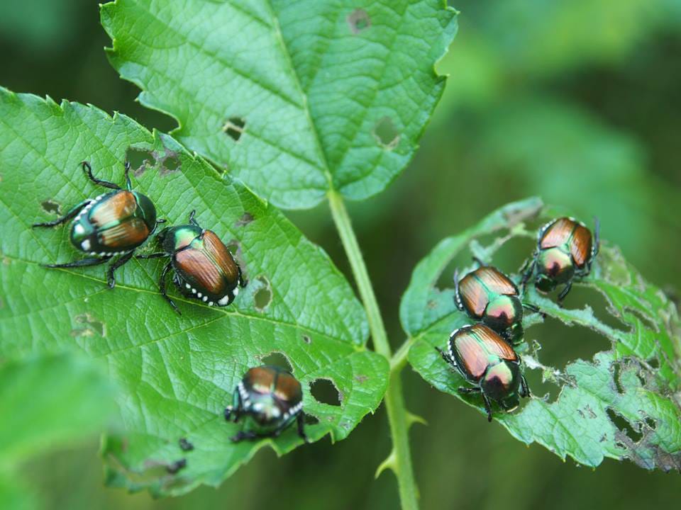 Como, appello di Bottone: “Coleotteri e zanzare ovunque, serve una disinfestazione”