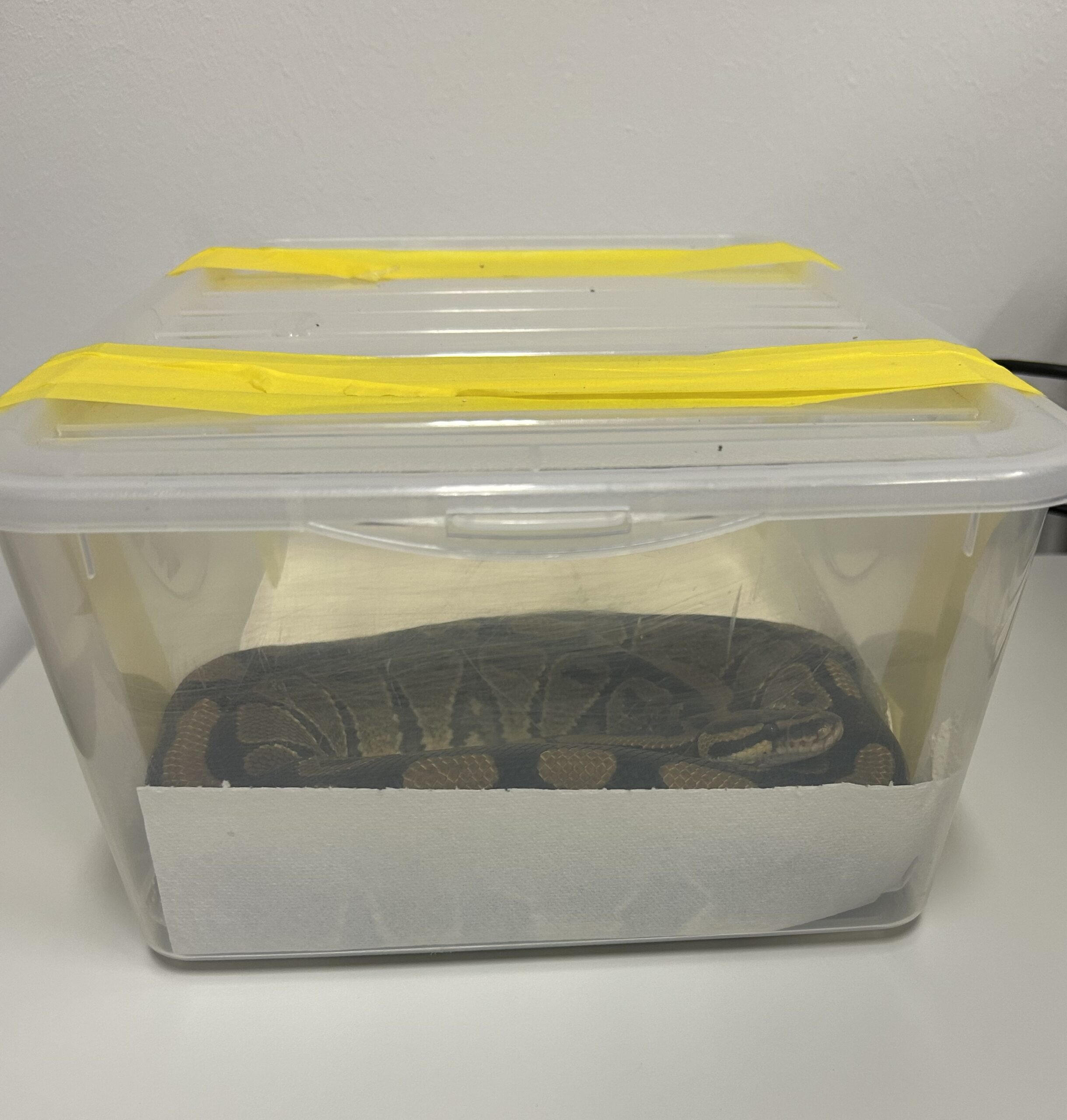 Pitone “senza documenti” sequestrato in Ticino. Era stato acquistato in Italia