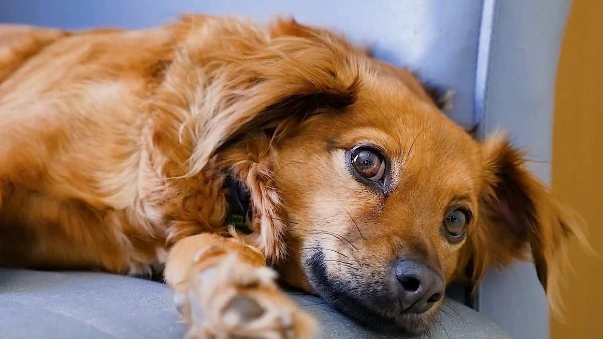 Giornata mondiale del cane