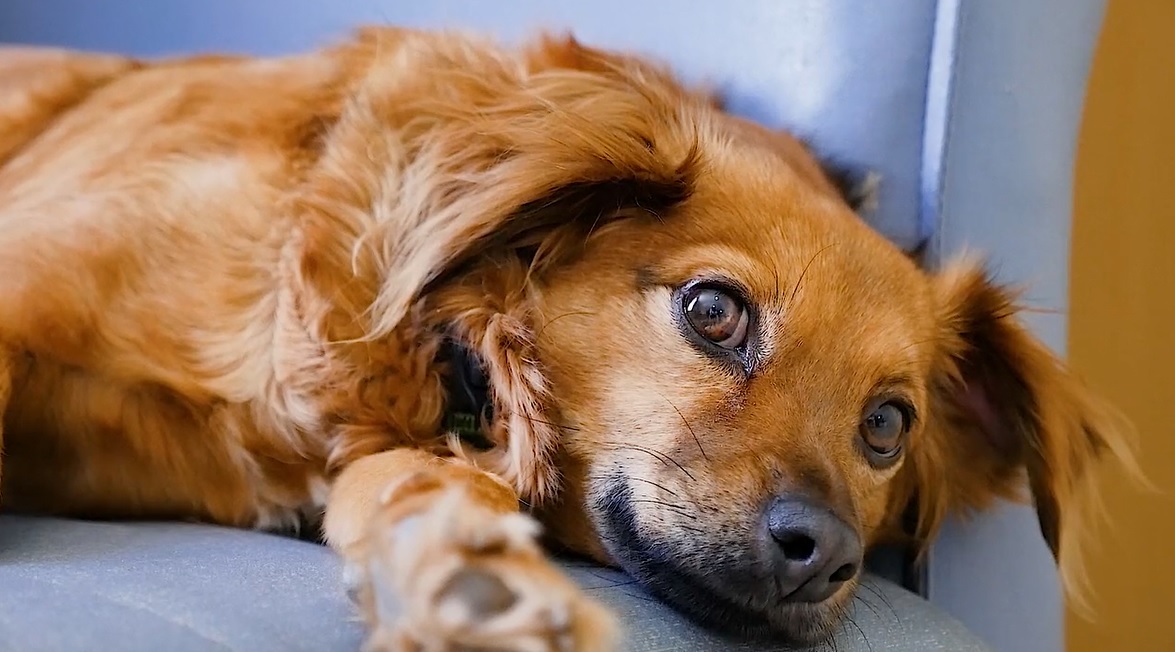 Giornata mondiale del cane, a Como registrati quasi 9.000 esemplari