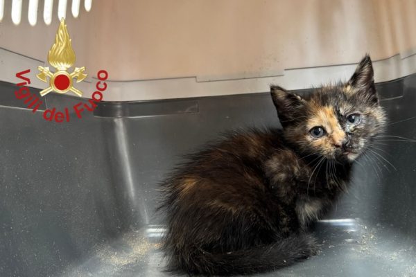 gatto incastrato Montano Lucino