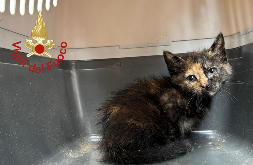 Montano Lucino, salvato dai vigili del fuoco un gatto intrappolato in un’intercapedine: ecco le foto