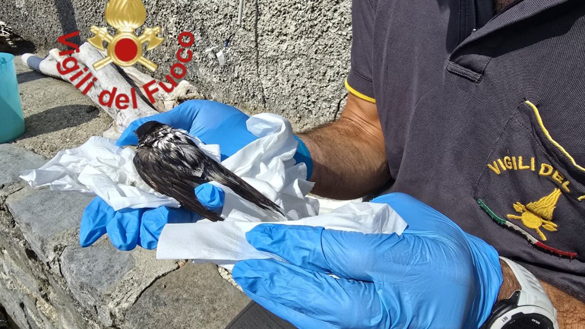 I vigili del fuoco salvano un piccolo di rondine caduto nel Lago di Como