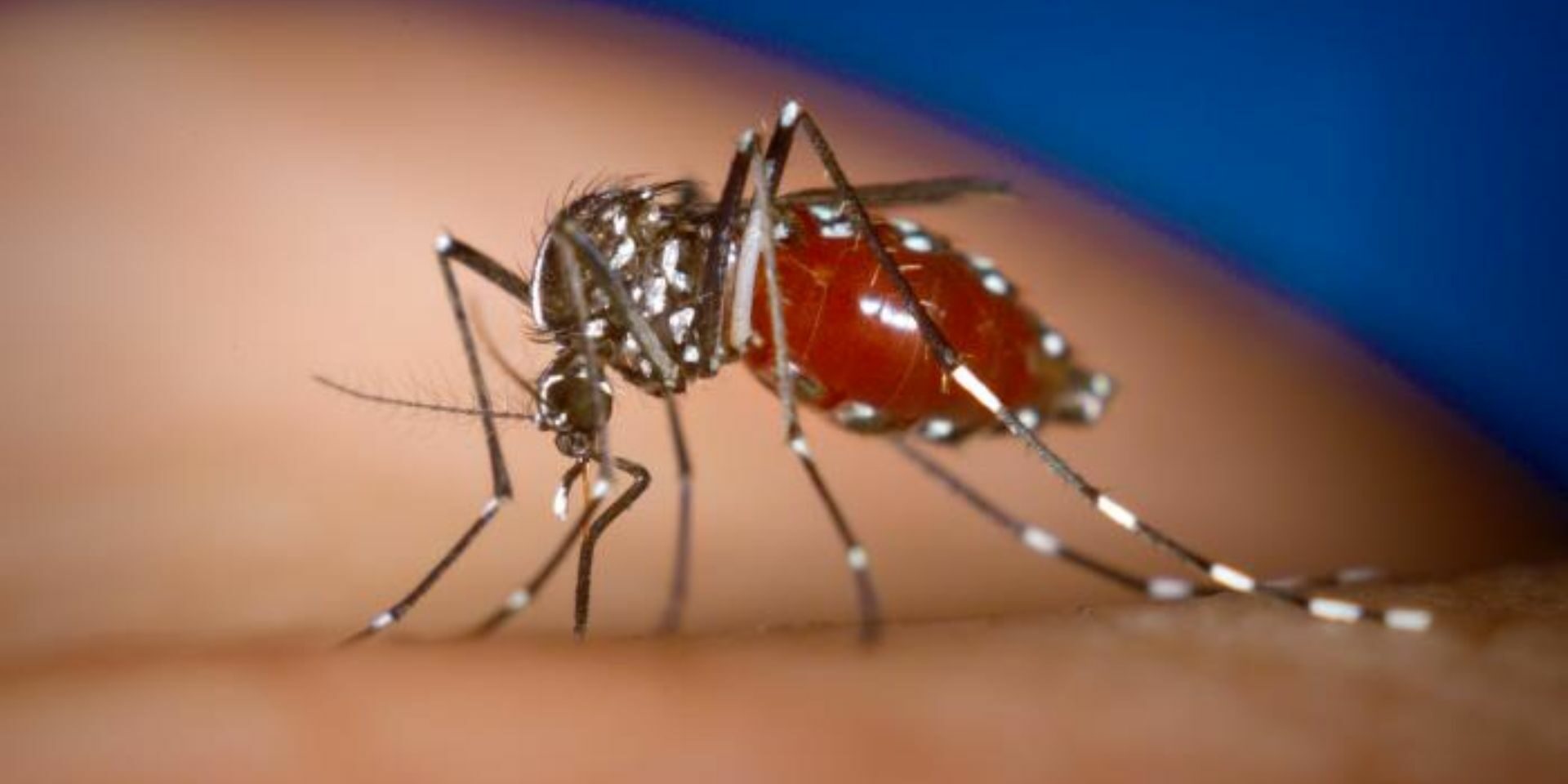 Chikungunya, nuovo caso a Como: disinfestazione straordinaria in città