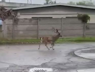 Daino trovato nel cortile di un’azienda abbattuto dalla polizia provinciale