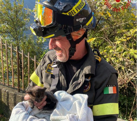 Nesso, un gattino precipita per 20 metri in una valle. Salvato dai vigili del fuoco