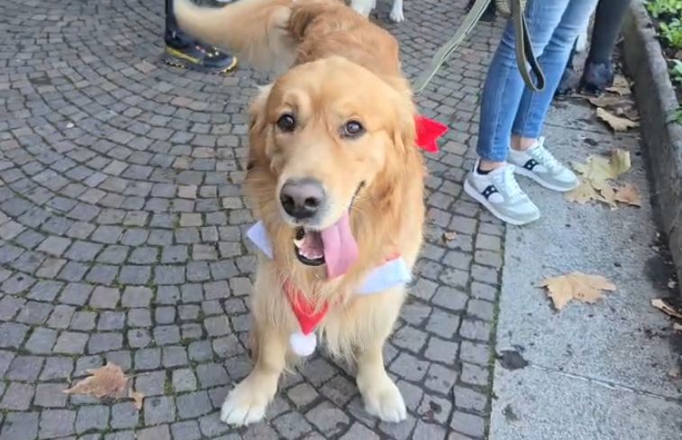 La carica dei 400 Golden retriever, la simpatica carovana natalizia che ha “invaso” Como