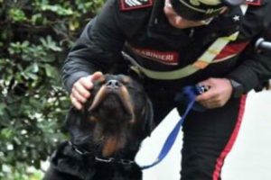 Lasciata su un piccolo balcone senz’acqua, la cucciola Wilma salvata dai carabinieri