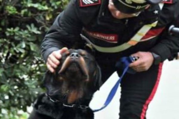 Lasciata su un piccolo balcone senz’acqua, la cucciola Wilma salvata dai carabinieri