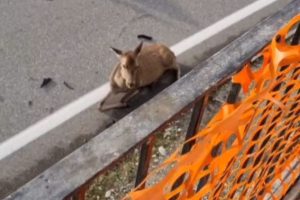 Sulla statale Regina scontro tra l’auto dell’ex sindaco e un cerbiatto