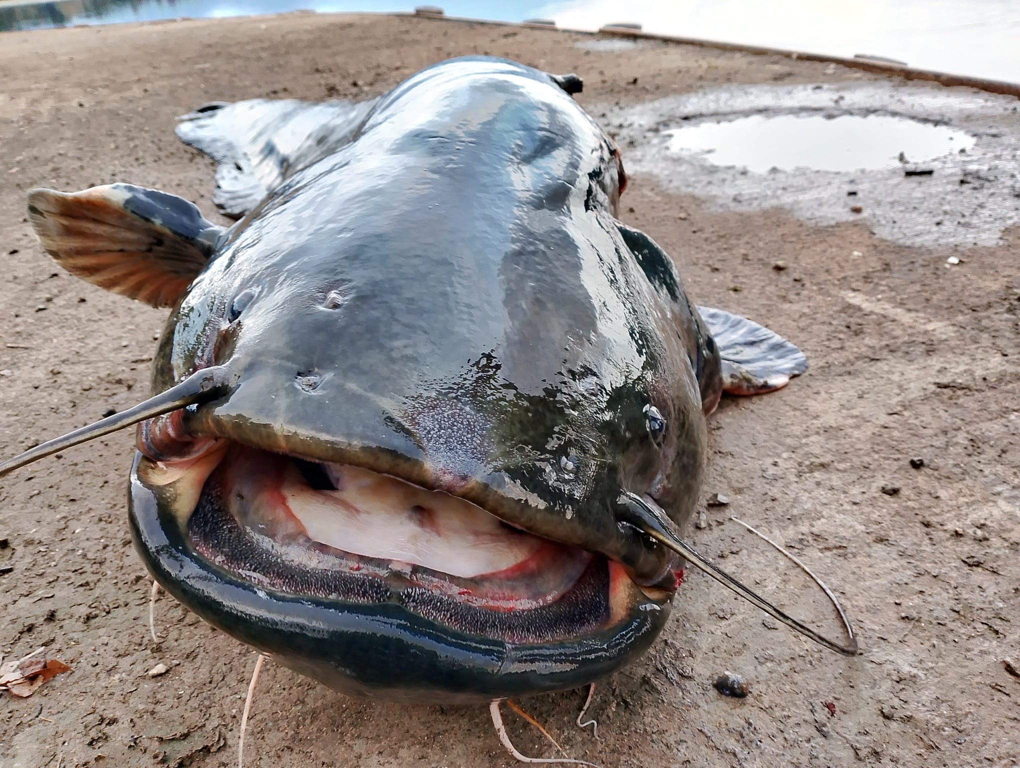 Pesce siluro nel fiume Lambro e nei laghi di Alserio e Pusiano: le strategie per contrastare l’invasione