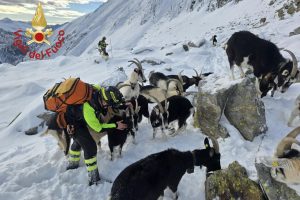 Gregge assalito dai lupi sui monti comaschi: i vigili del fuoco recuperano 37 capre a 2.500 metri