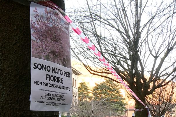 ciliegi via XX Settembre