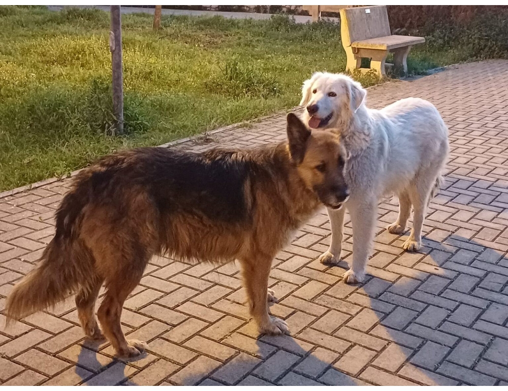 Due cani uccisi a Taranto, Brambilla ‘applicare il massimo della pena’