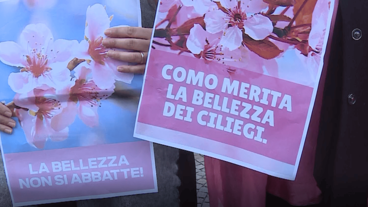 Como, nuova perizia per i ciliegi di via XX Settembre