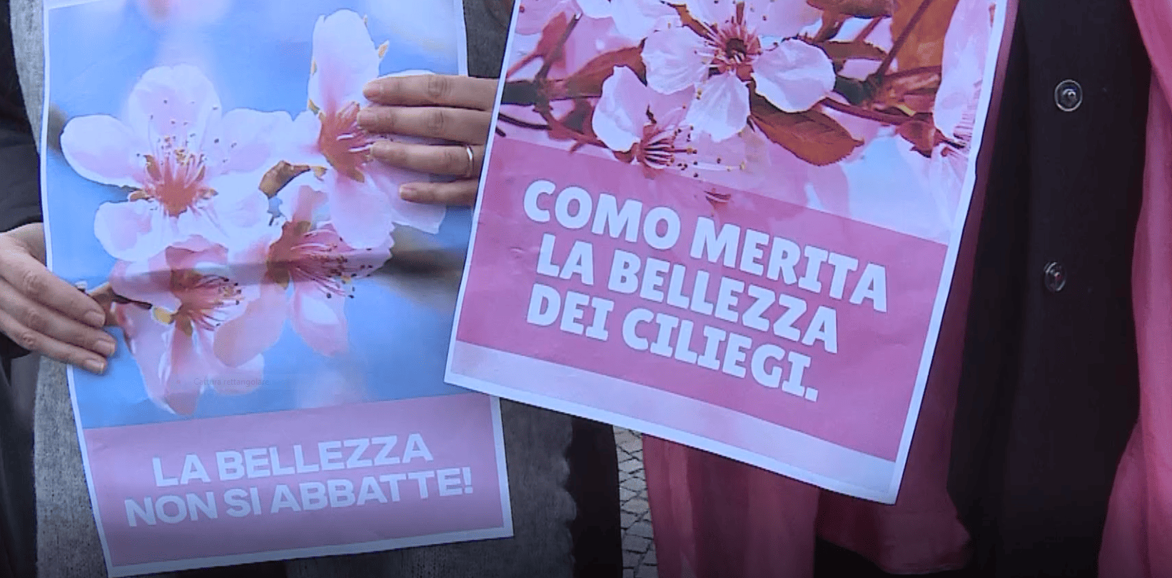 Como, nuova perizia per i ciliegi di via XX Settembre