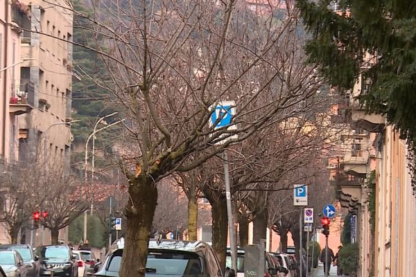 ciliegi XX Settembre Como