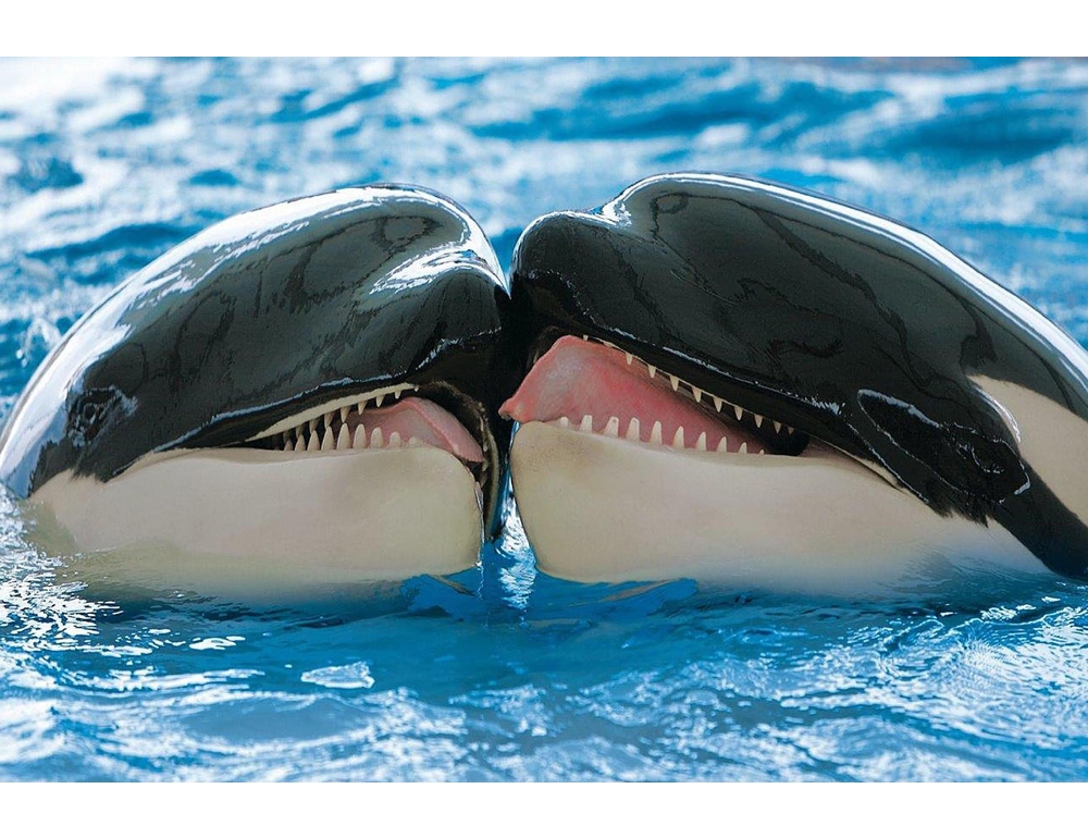 Ore decisive per Wikie e Keijo, le orche di Marineland Antibes